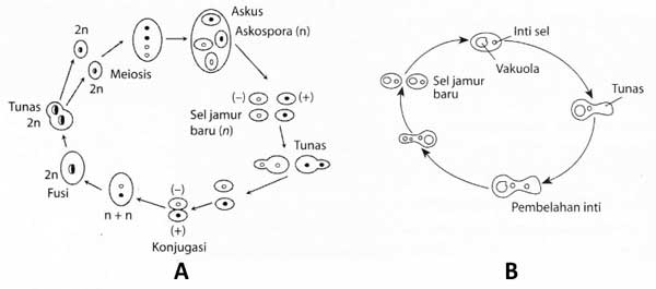 Jamur Ascomycota Struktur Tubuh Reproduksi Dan Contohnya